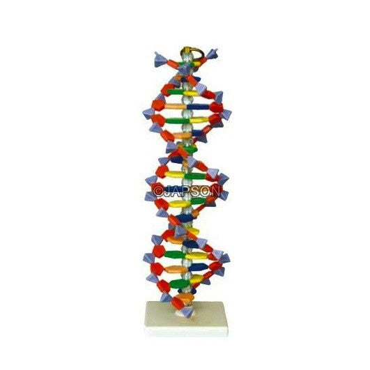 DNA Structure Model, Plastic Assembly Kit DNA Structure Model, Plastic Assembly Kit